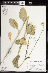 Sinapis arvensis image