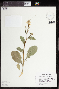 Sinapis arvensis image