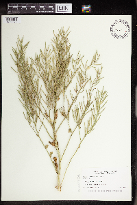 Sinapis arvensis image