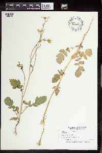 Sinapis arvensis image