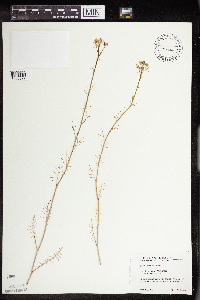 Sisymbrium altissimum image