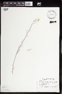 Sisymbrium altissimum image
