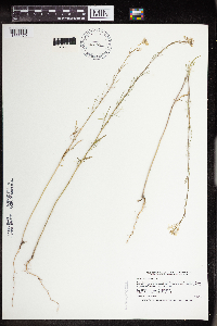 Sisymbrium altissimum image