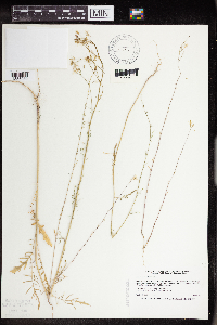 Sisymbrium altissimum image