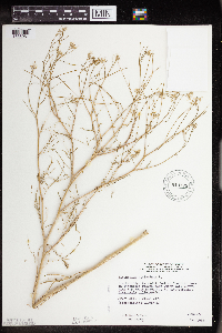 Sisymbrium altissimum image