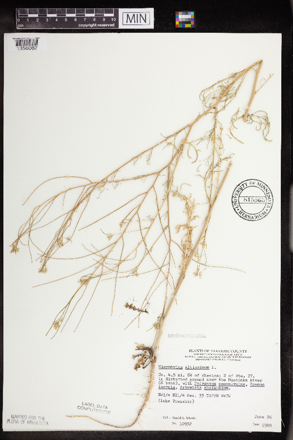 Sisymbrium altissimum image