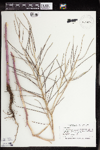 Sisymbrium altissimum image
