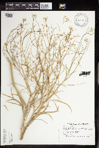 Sisymbrium altissimum image