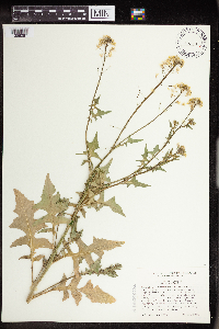 Sisymbrium loeselii image
