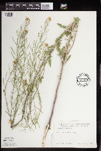 Sisymbrium loeselii image