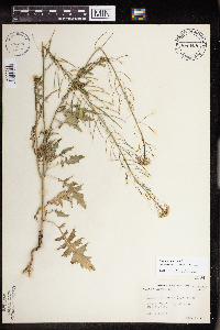 Sisymbrium loeselii image