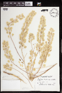 Thlaspi arvense image