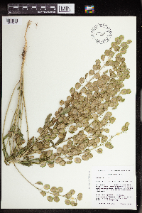 Thlaspi arvense image