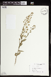 Thlaspi arvense image