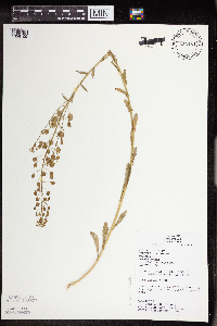 Thlaspi arvense image