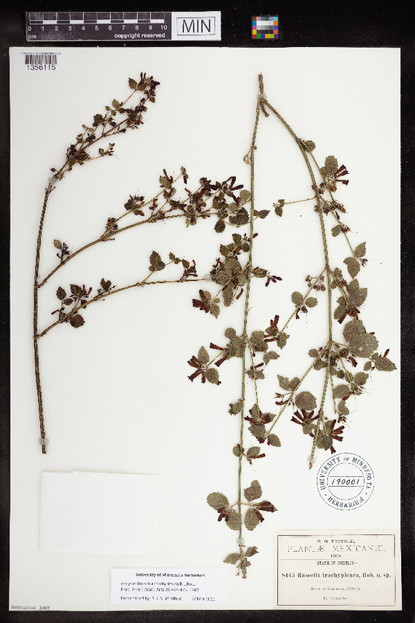 Russelia trachypleura image