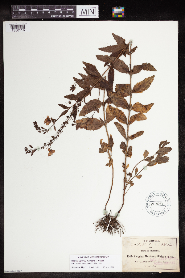 Veronica mexicana image