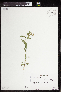Thlaspi arvense image
