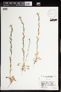 Thlaspi arvense image