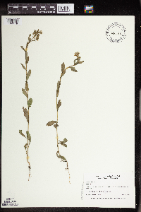 Thlaspi arvense image
