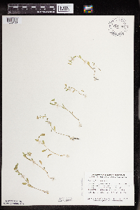 Thlaspi arvense image