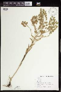 Thlaspi arvense image