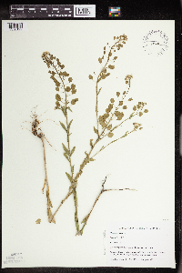 Thlaspi arvense image