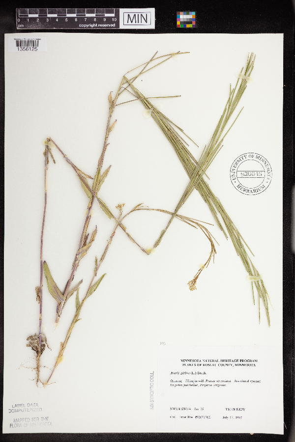 Turritis glabra image