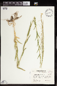 Thumbnail image of current specimen