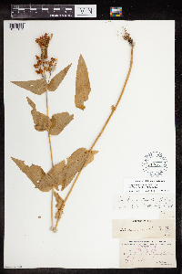 Penstemon smallii image