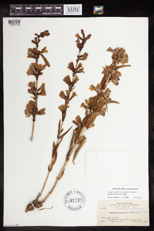 Penstemon perpulcher image