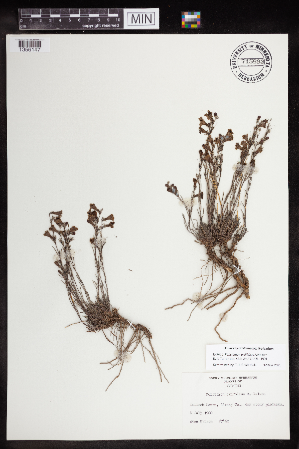 Penstemon exilifolius image