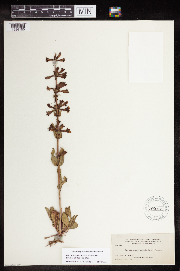 Penstemon cyanocaulis image