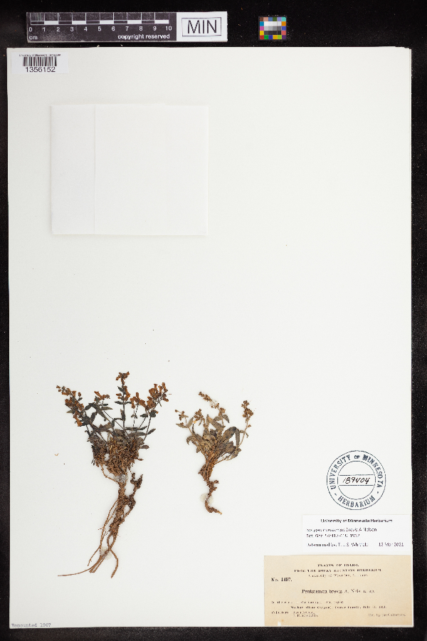 Penstemon brevis image