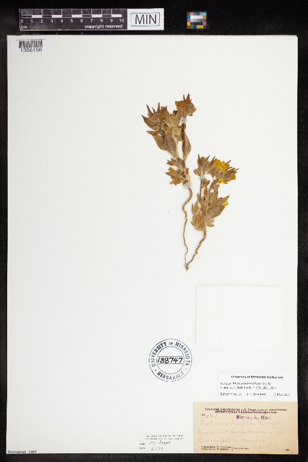 Mohavea breviflora image