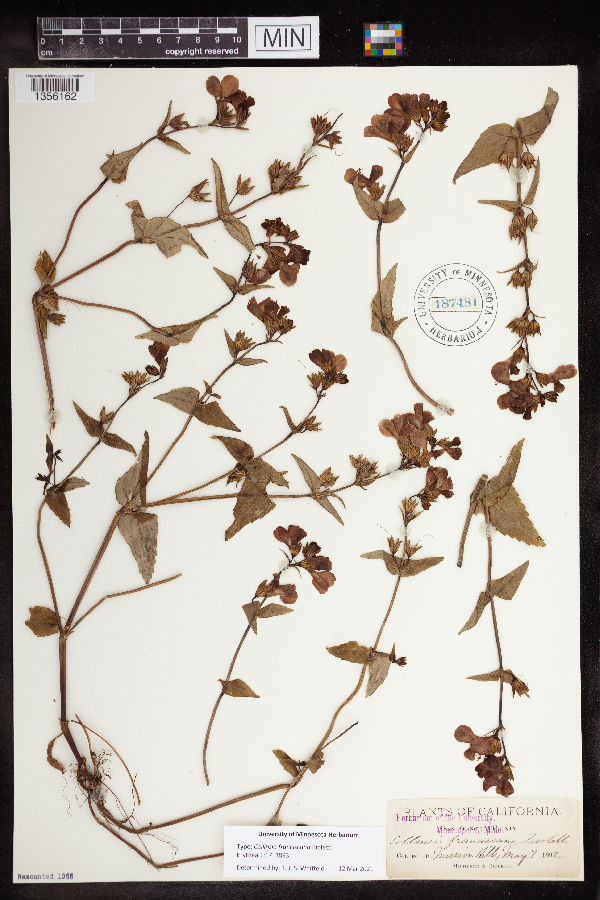 Collinsia franciscana image