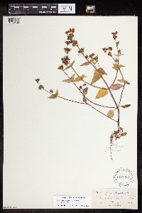 Collinsia franciscana image