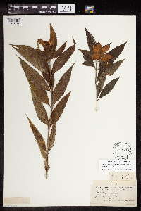 Media resource of Chelone glabra