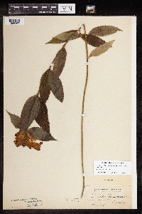 Thumbnail image of current specimen