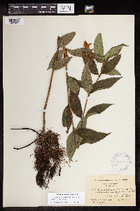 thumbnail image of current specimen