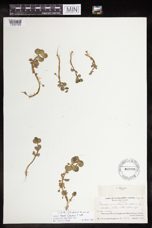 Bacopa simulans image