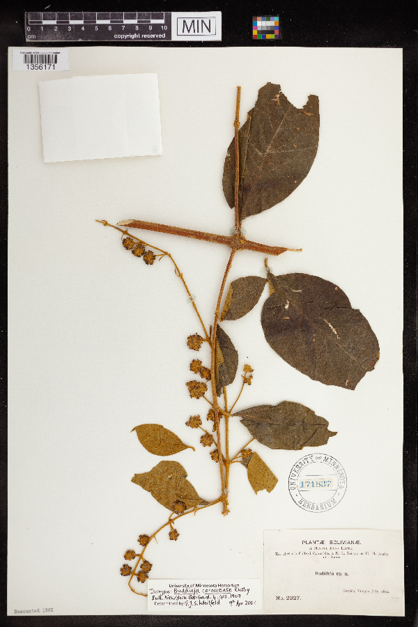 Buddleja coroicense image