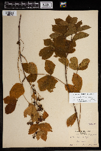 Rubus wheeleri image