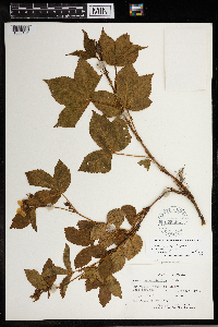 Rubus setosus image