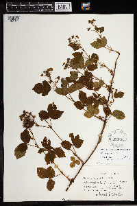 Rubus setosus image