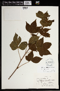 Rubus setosus image