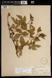 Rubus satis image