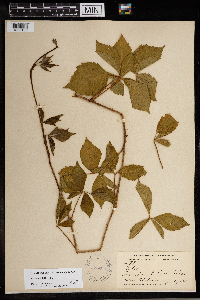 Rubus satis image
