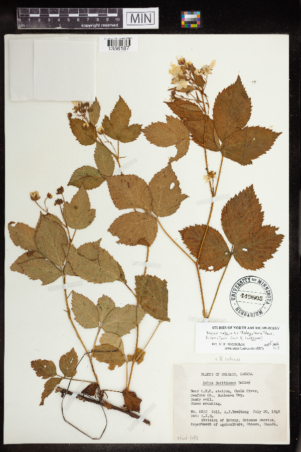 Rubus notatus image