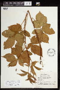 Rubus notatus image